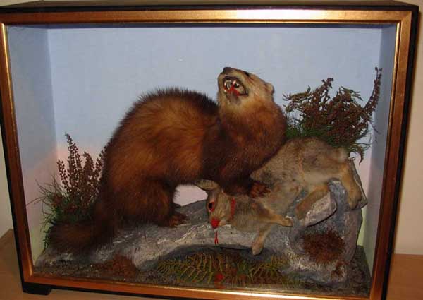 Polecat (Hutchings)[1].JPG